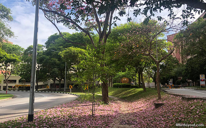 Where to find trumpet trees in Singapore, pink sakura flower spots