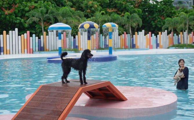 Dog Water Park in Singapore