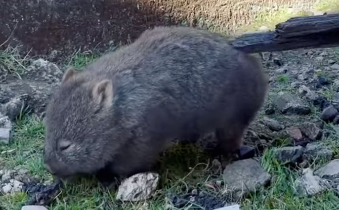 Cute Wombat Scratching Its Butt