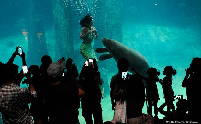 Things to Do During The F1 Weekend In Singapore That Do Not Involve the Singapore GP 02b-Mermaid