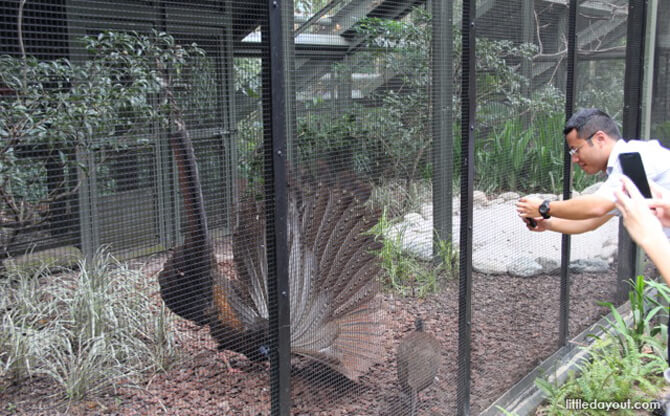 Argus Pheasant