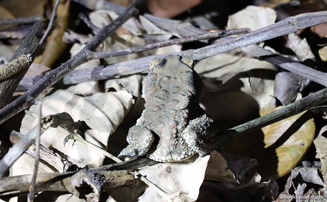 Little Night Outings: Nature Night Walks - Our Latest Crave For Adventure! 3 Little Night Outings: Nature Night Walks - Asian Toad