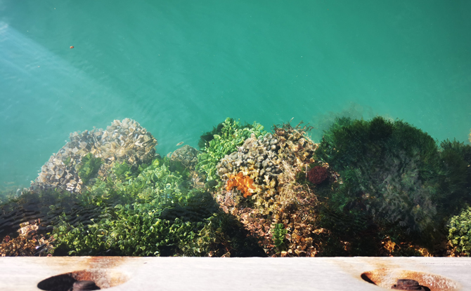 Magical Mangroves Marine March - Corals