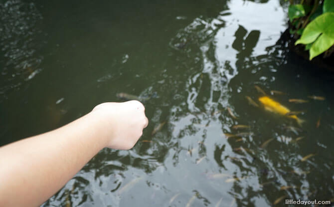 Feeding fish