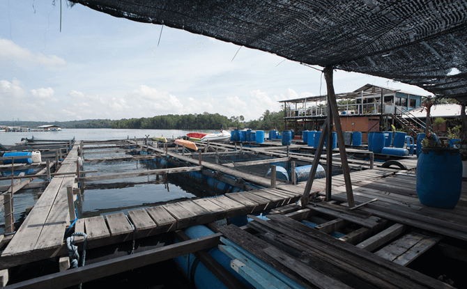 Fish Farm at Pulau Ubin