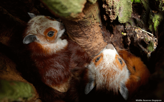 Night Safari Flying Squirrels