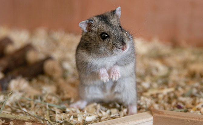 Hamsters are solitary animals - Caring for Hamsters