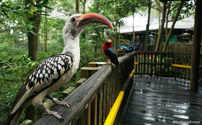 African Treetops, Jurong Bird Park