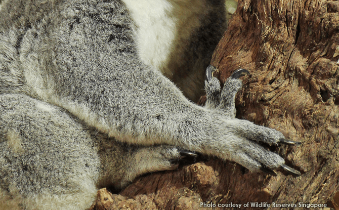 Koala Thumbs