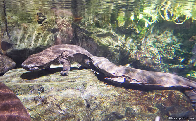 03 Kyoto Aquarium Rivers of Kyoto