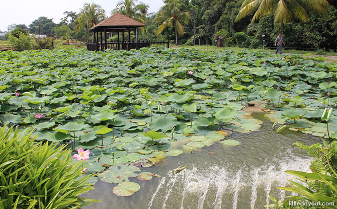 Lotus Pond