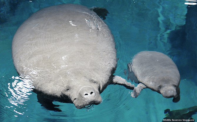 Holiday time at the Singapore Zoo, Jurong Bird Park and River Safari 3 Manatees