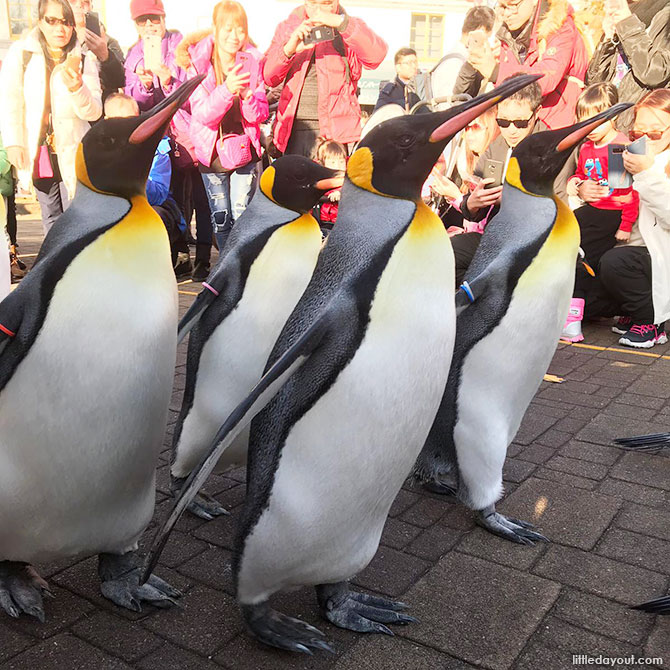 Penguin Parade