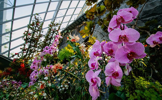 Gardens by the Bay's Cloud Forest Orchid Haven