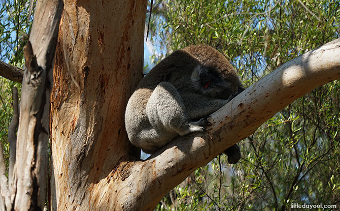 Phillip Island Koala Reserve