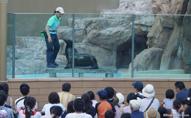 Animal shows at Sunshine Aquarium