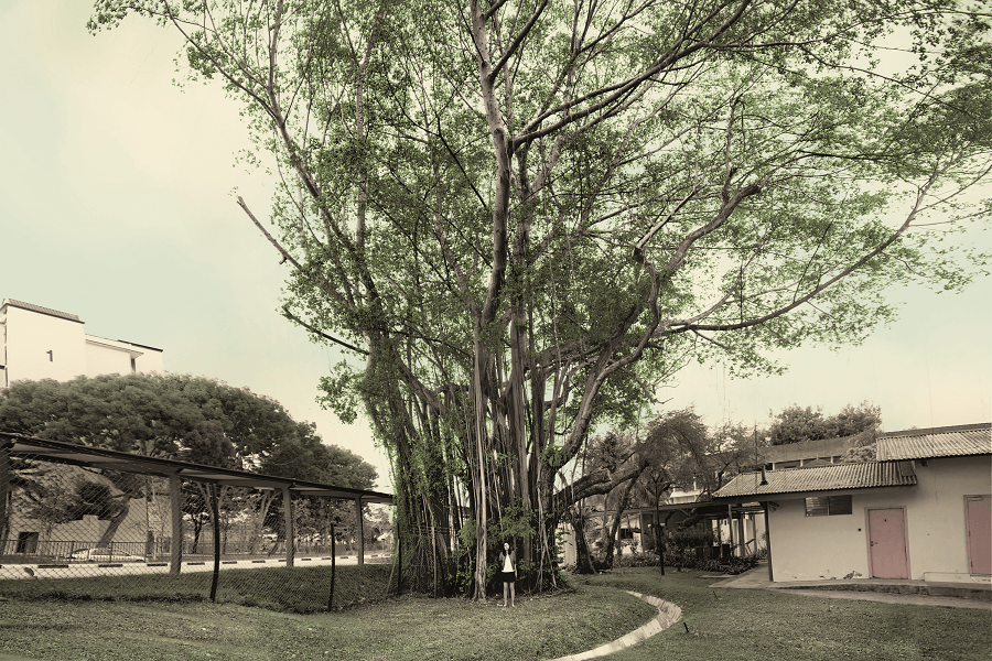 Very Old Tree Exhibit