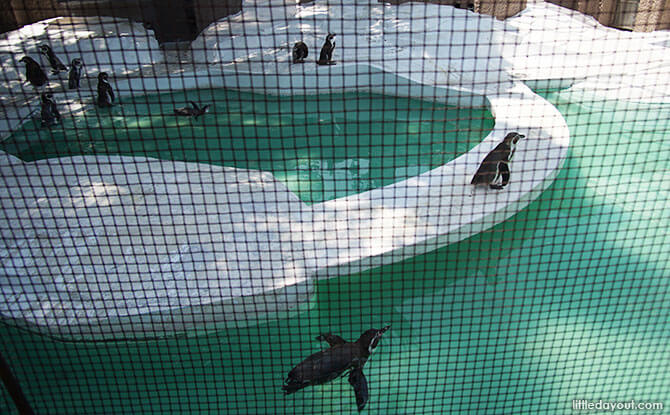 Tennoji Zoo Penguin Exhibit