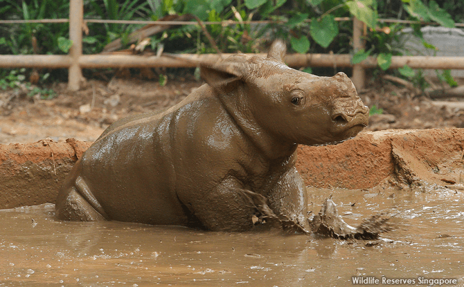 White Rhino