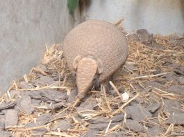 03-armadillo-night-safari-rolar