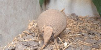 03-armadillo-night-safari-rolar
