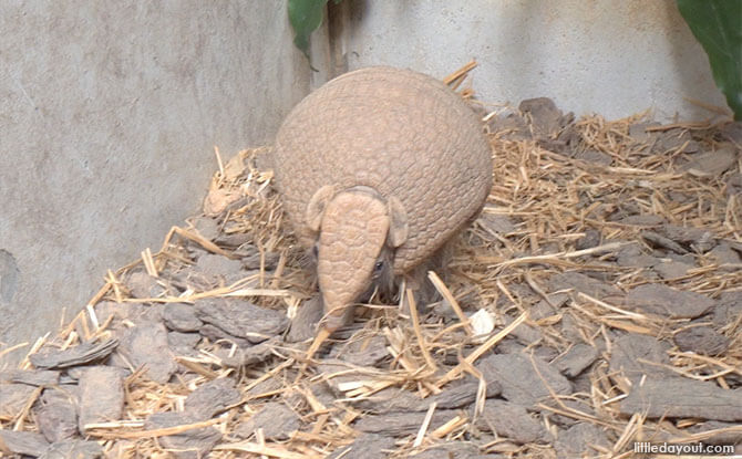 Armadillos At Night Safari’s Fishing Cat Trail: 6 Interesting Things To Know About The Little Armoured Ones 03-armadillo-night-safari-rolar