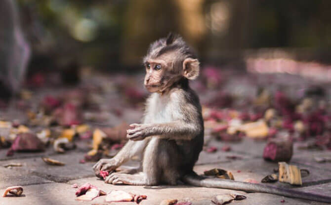 Sacred Ubud Monkey Forest Sanctuary - Visiting Bali with Kids