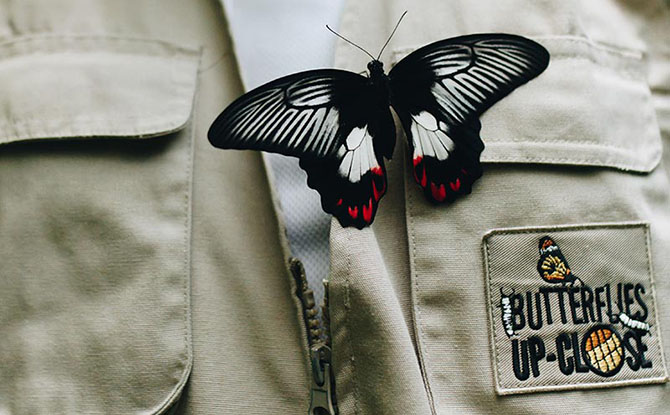 Butterflies Up-Close