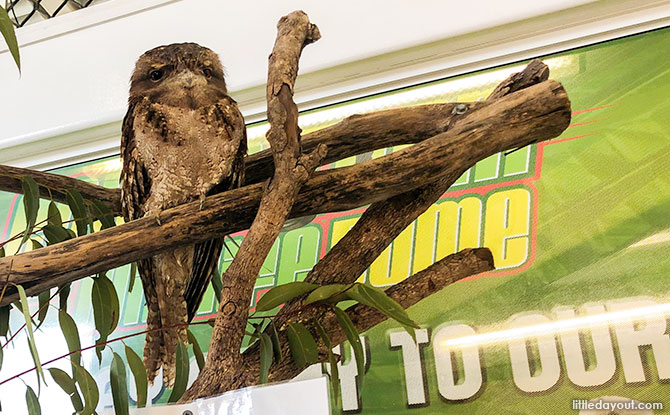 Gomez, the Papuan Frogmouth