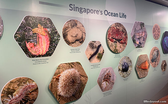 Singapore's Ocean Life