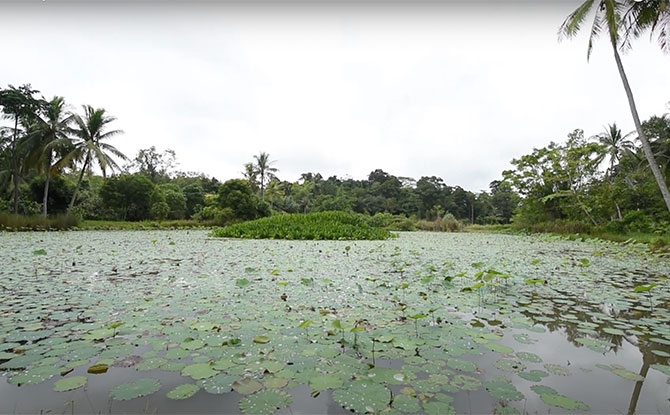 Sensory Trail Pond