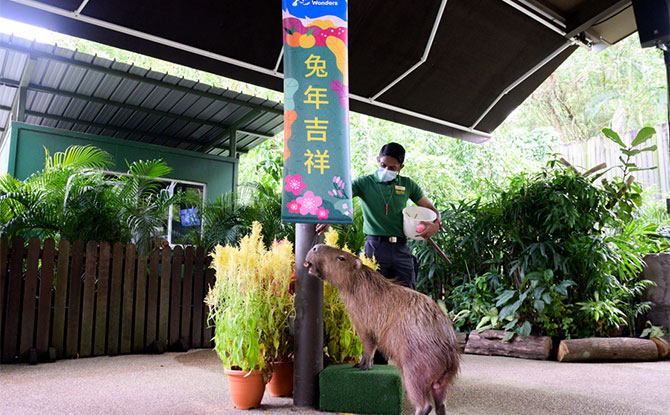 Welcome The Year of the Rabbit With CNY 2023 Activities At Singapore Zoo,  River Wonders & Night Safari - Little Day Out
