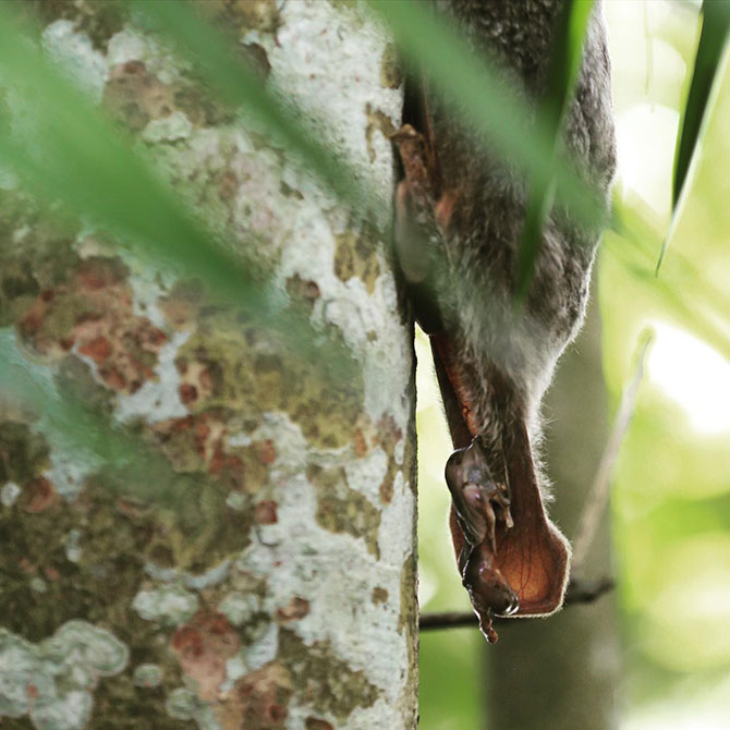 Wild Colugo Giving Birth