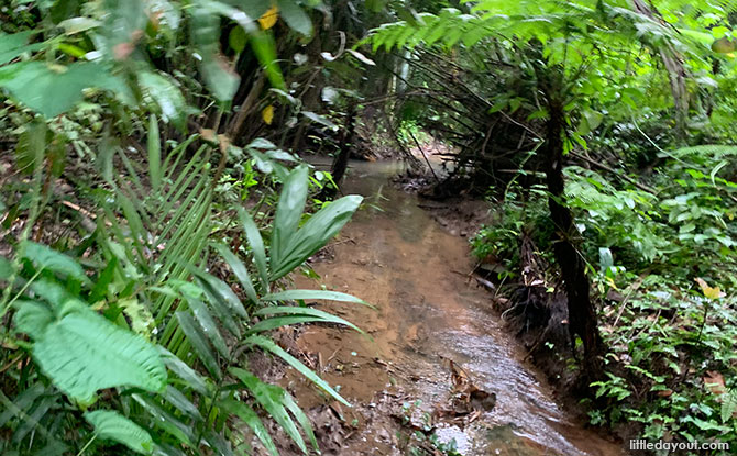 Freshwater Streams at Windsor Nature Parkk