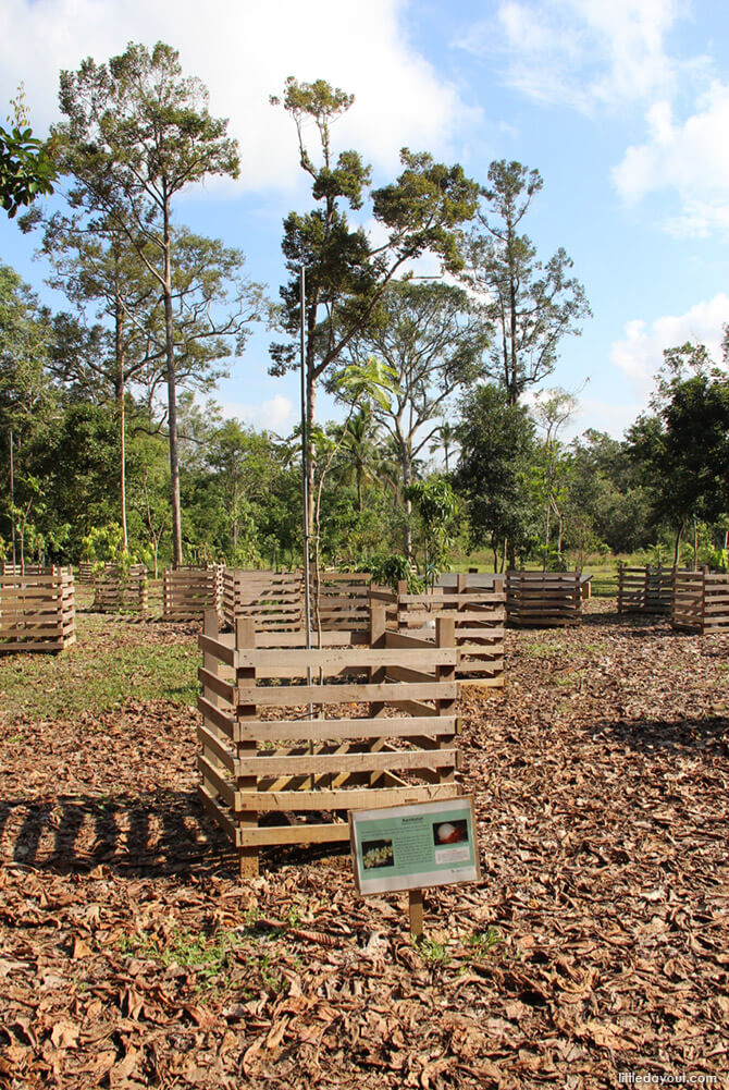 Ubin Fruit Orchard