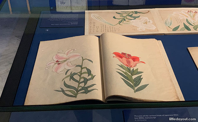 Plant Obsession Exhibition - Botanical Art Gallery
