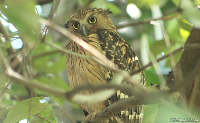 Buffy Fish Owl