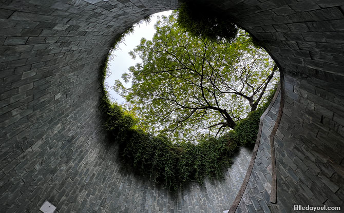 Yellow Rain Tree At The Fort Canning Tree Tunnel