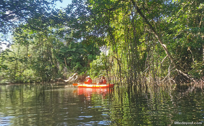 Be wowed by the serenity of the mangroves