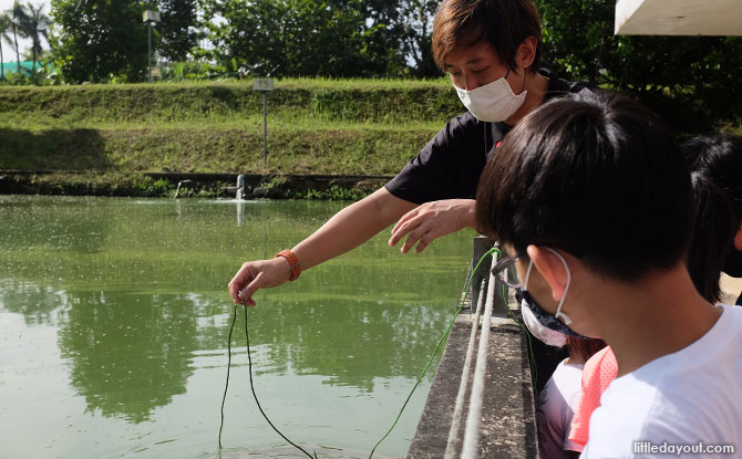 Let’s Go Tour’s Sustainable Farming Tour: Old prawn pond