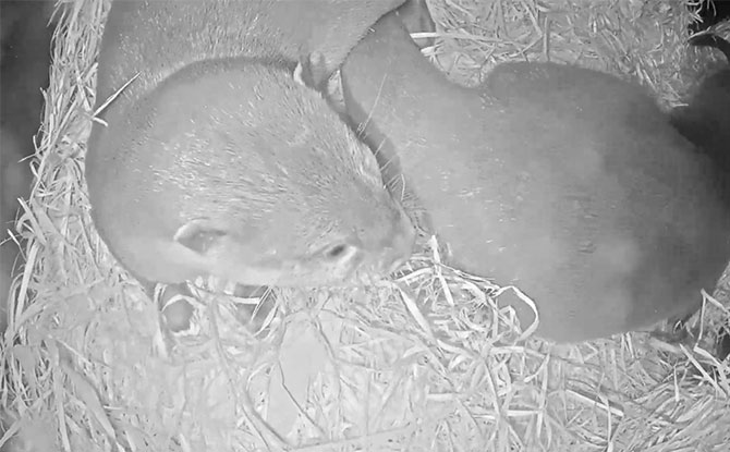 Melbourne Zoo baby otter live cam awake