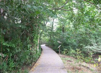 Pasir Ris Park Mangrove Boardwalk: Exploring A Natural Ecosystem Pasir Ris Mangrove And Board Walk