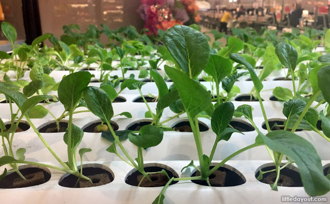 Indoor Vegetable Farm