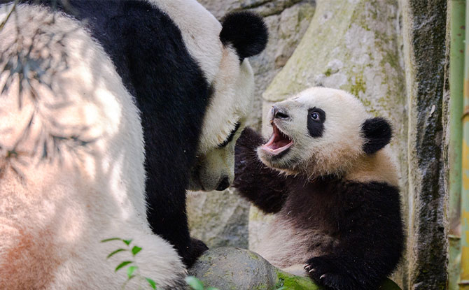Le Le explores exhibit in Giant Panda Forest for the first time