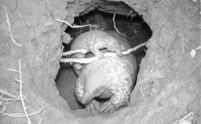 Birth Of A Pangolin Pup