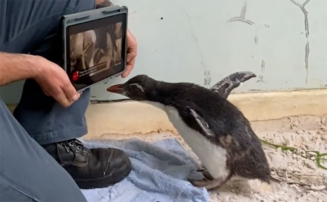 Rockhopper Penguin at Perth Zoo watching iPad