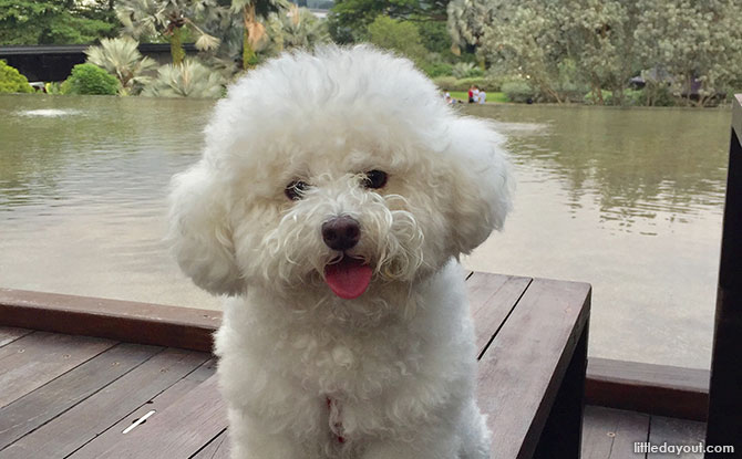NParks' Pets’ Day Out Brings Together Pet-Lovers And Promotes Rehoming Of Animals 03-pets-day-out