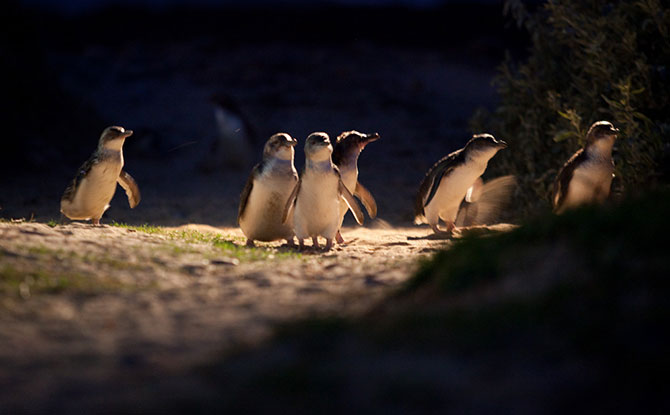 How to Watch the Phillip Island Penguin Parade Live Stream