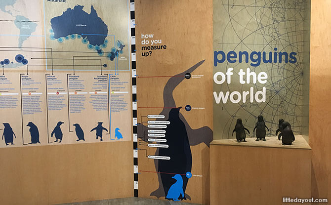 Penguin exhibit within the Philip Island penguin visitor centre