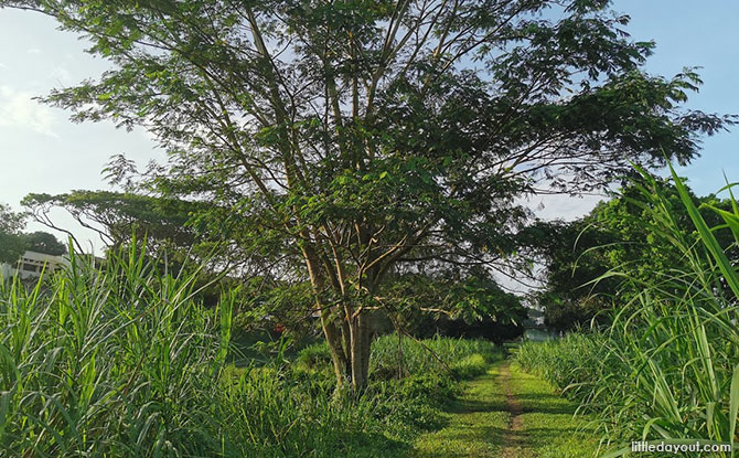 Rail Corridor North path